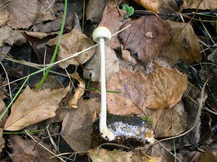 Stropharia alcis MVK 20050923-1