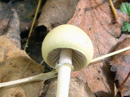 Stropharia alcis MVK 20050923-2