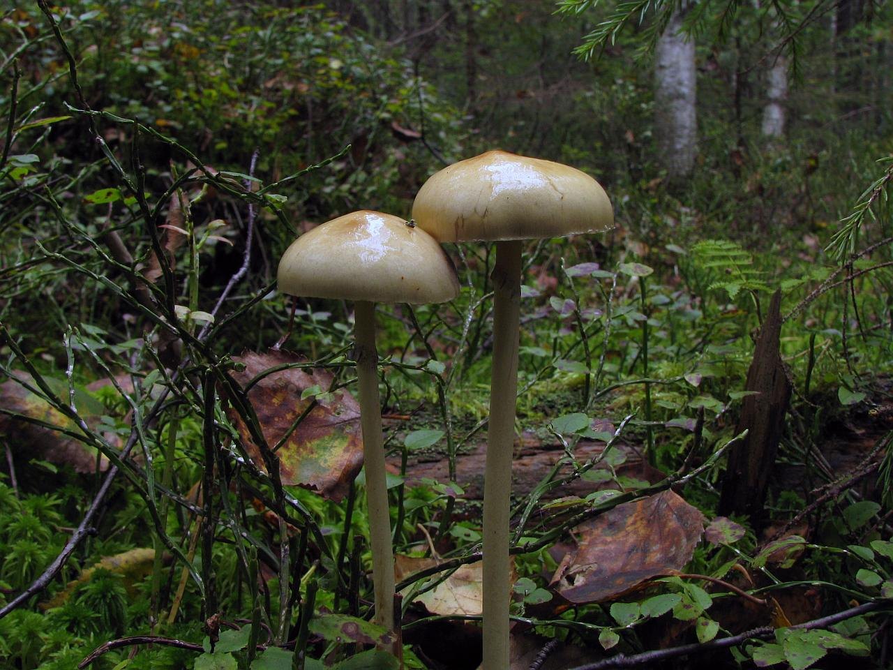 Stropharia alcis