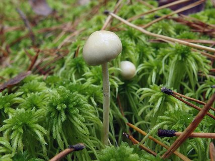 Stropharia alcis MVK 20131020-01