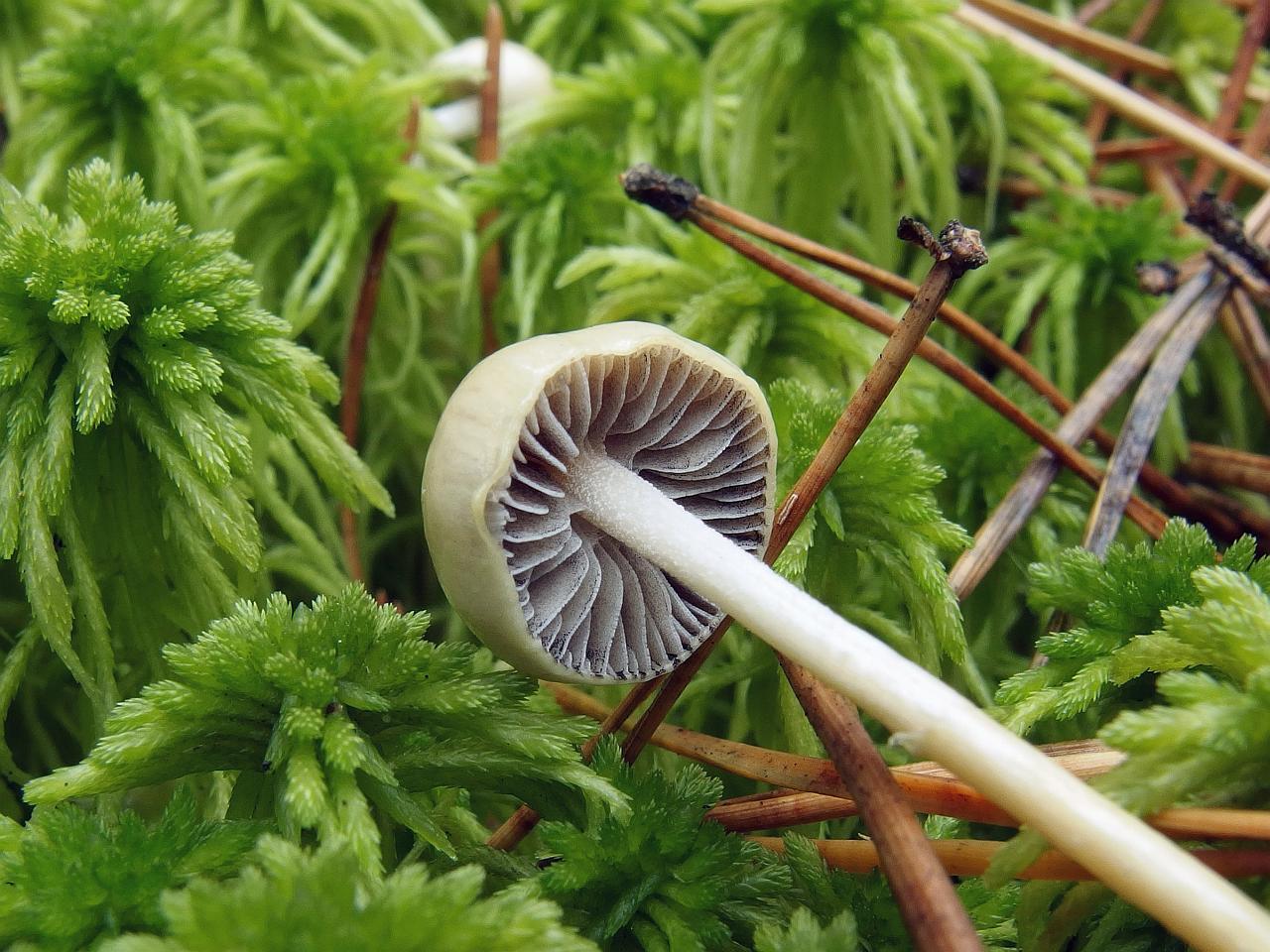 Stropharia alcis MVK 20131020-02