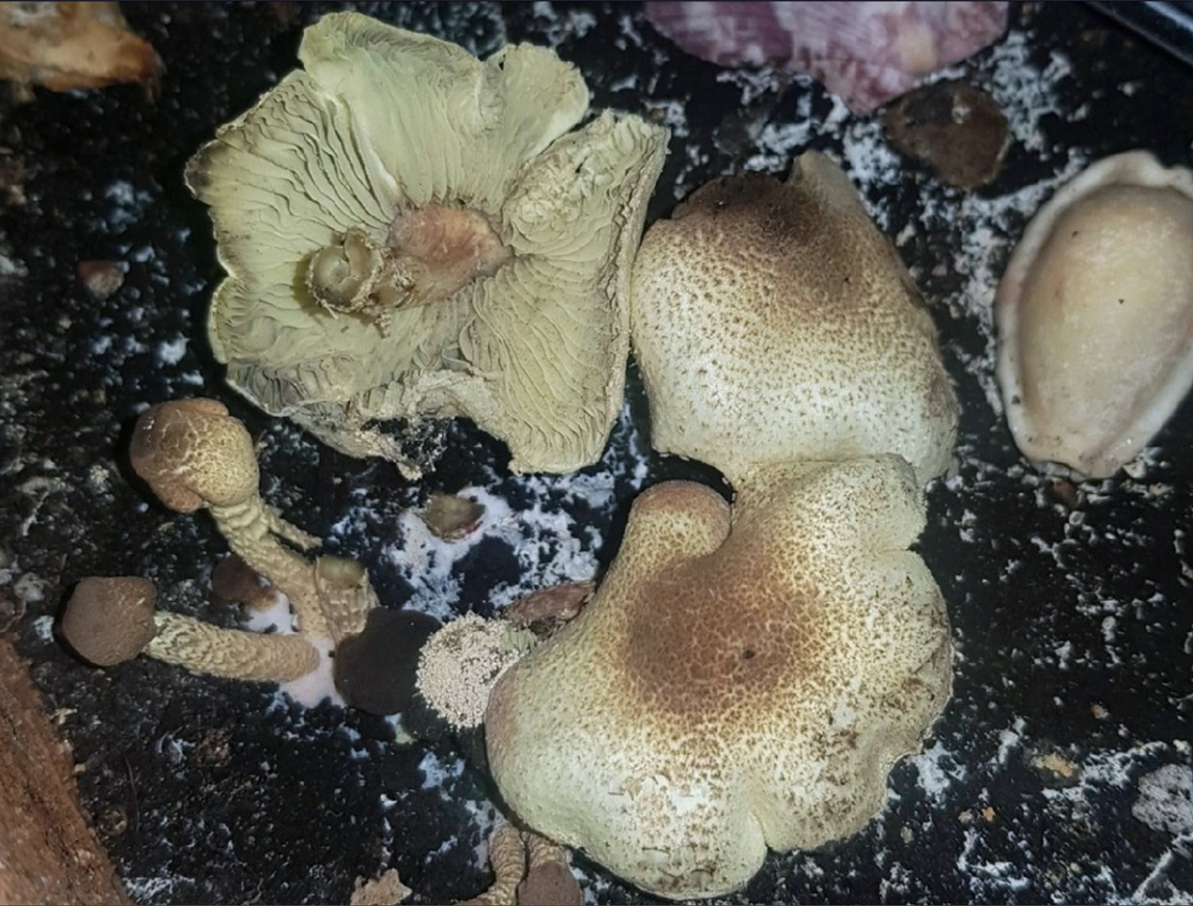 Lepiota elaiophylla