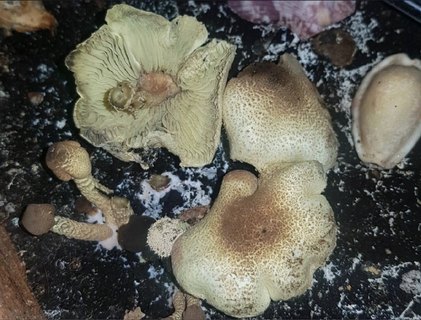 Lepiota elaiophylla