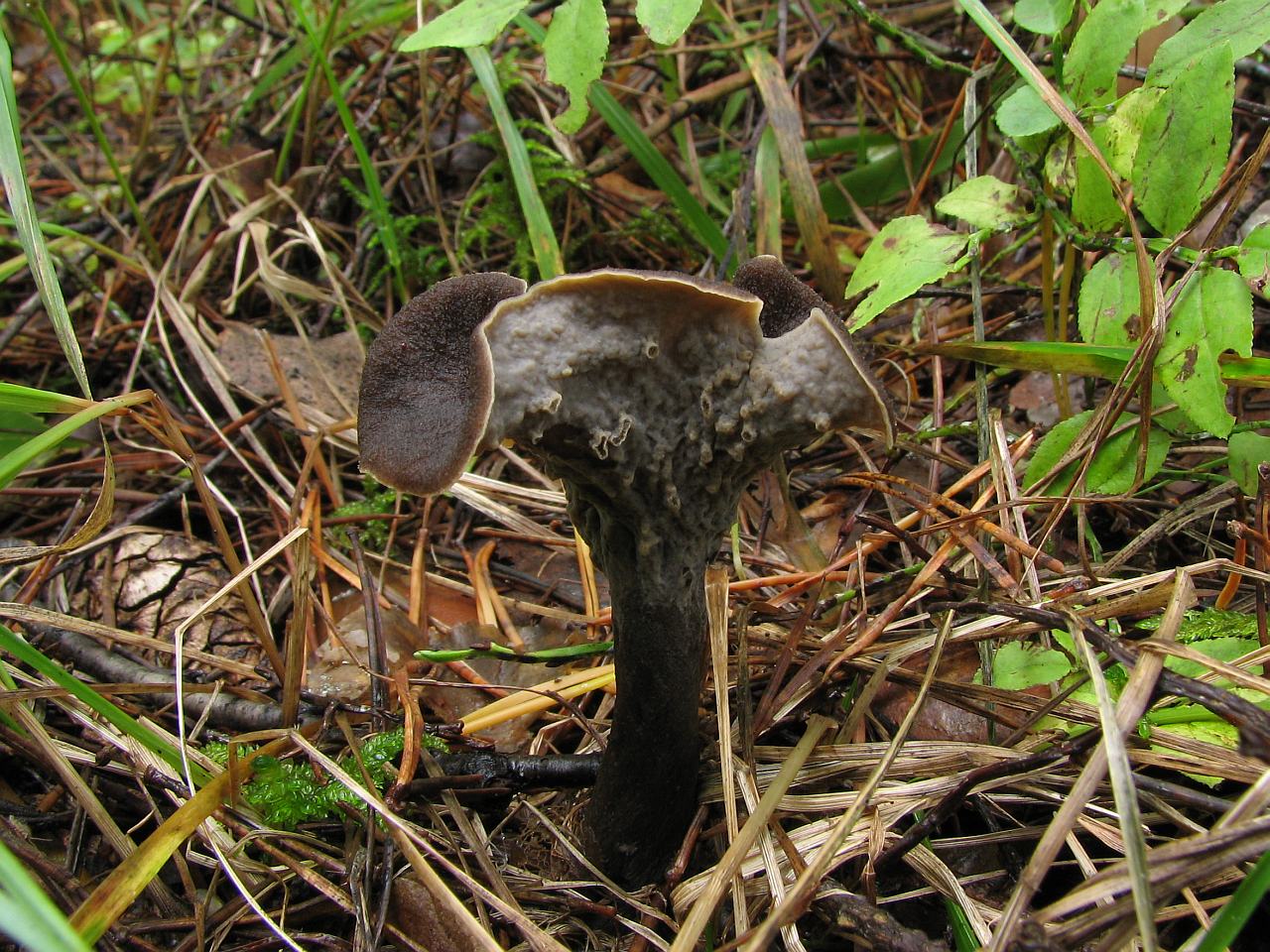 Craterellus cornucopioides