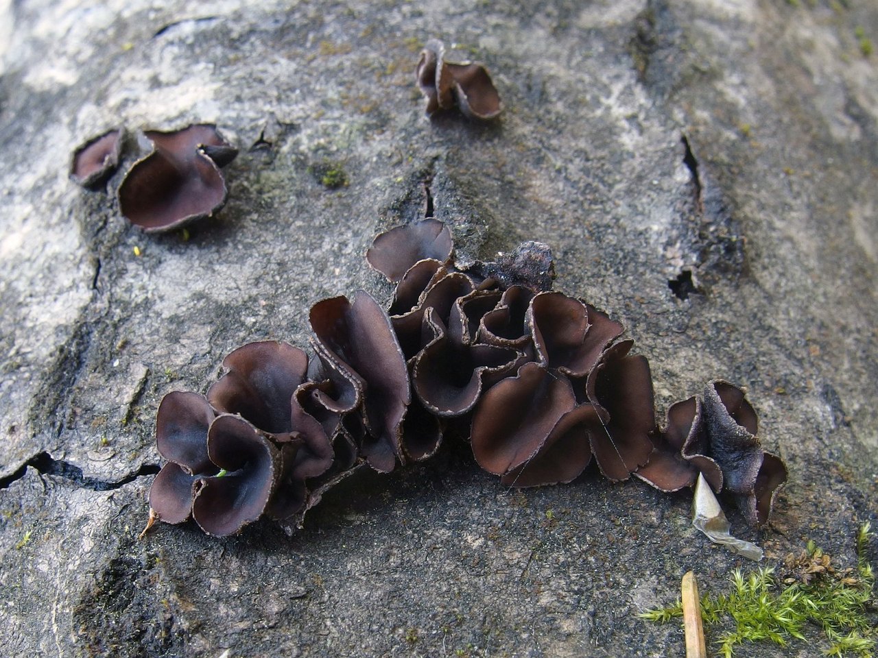 Encoelia fascicularis