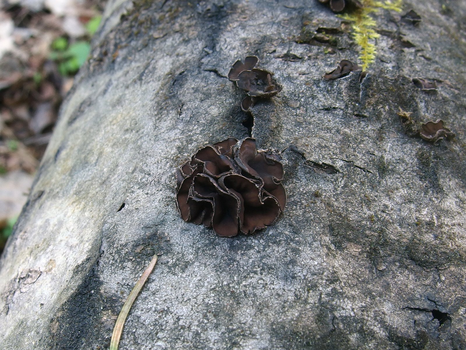 Encoelia fascicularis MVK 20240505 01