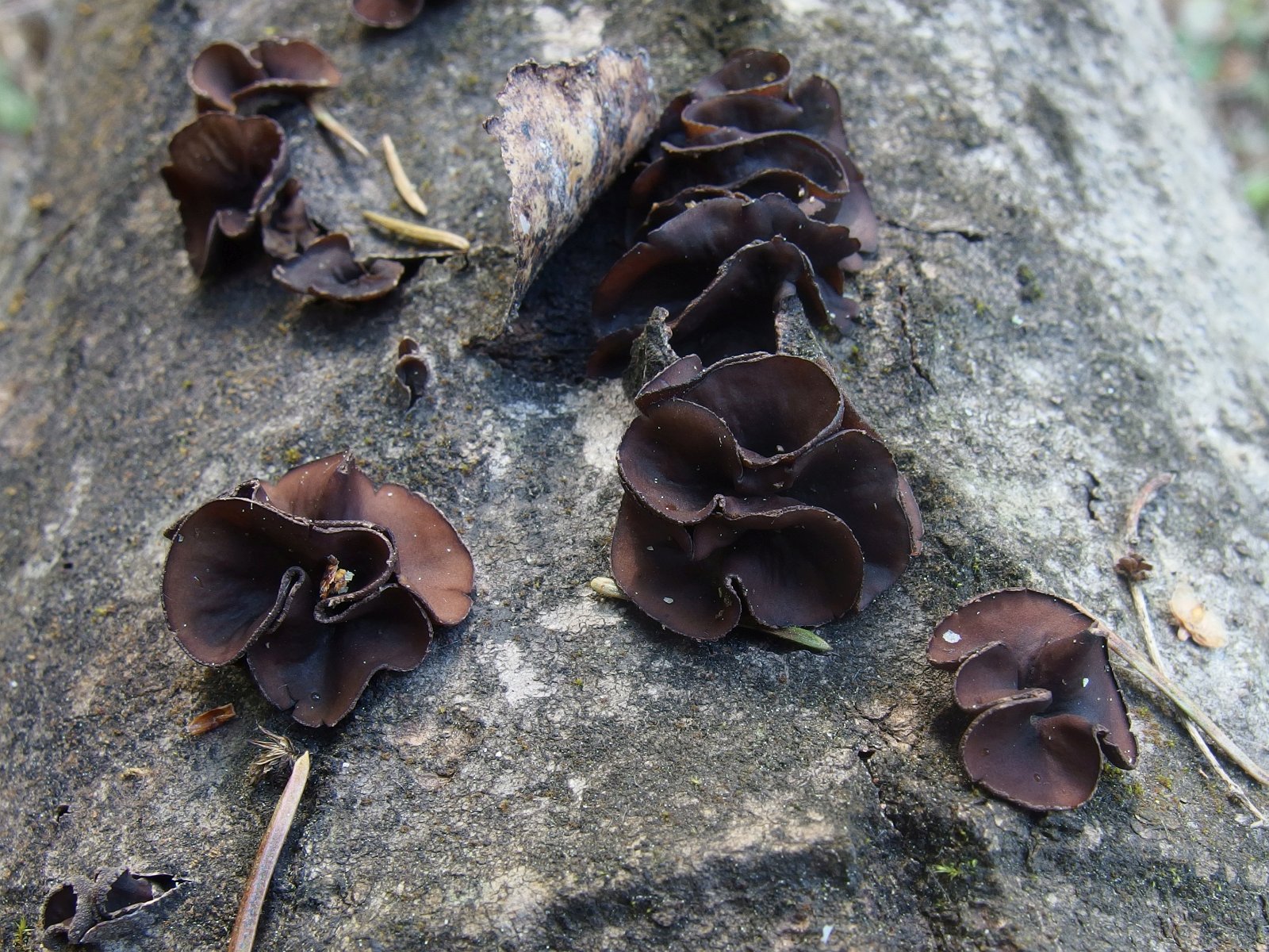 Encoelia fascicularis MVK 20240505 02