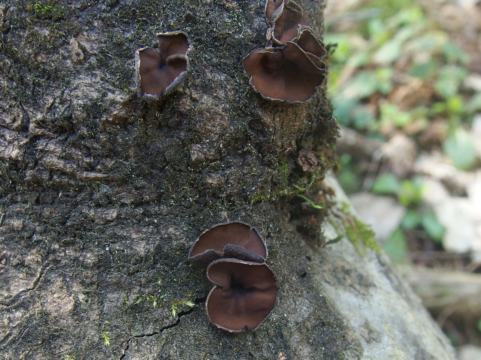 Encoelia fascicularis MVK 20240505 03