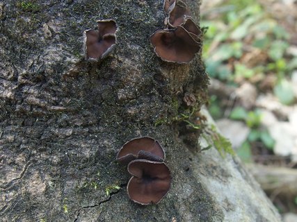 Encoelia fascicularis MVK 20240505 03