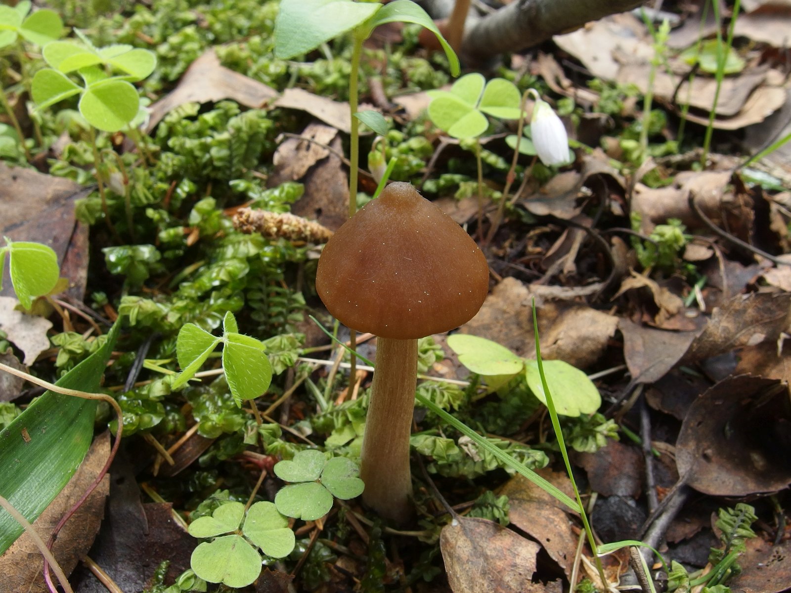 Entoloma pallescens MVK 20240505 01
