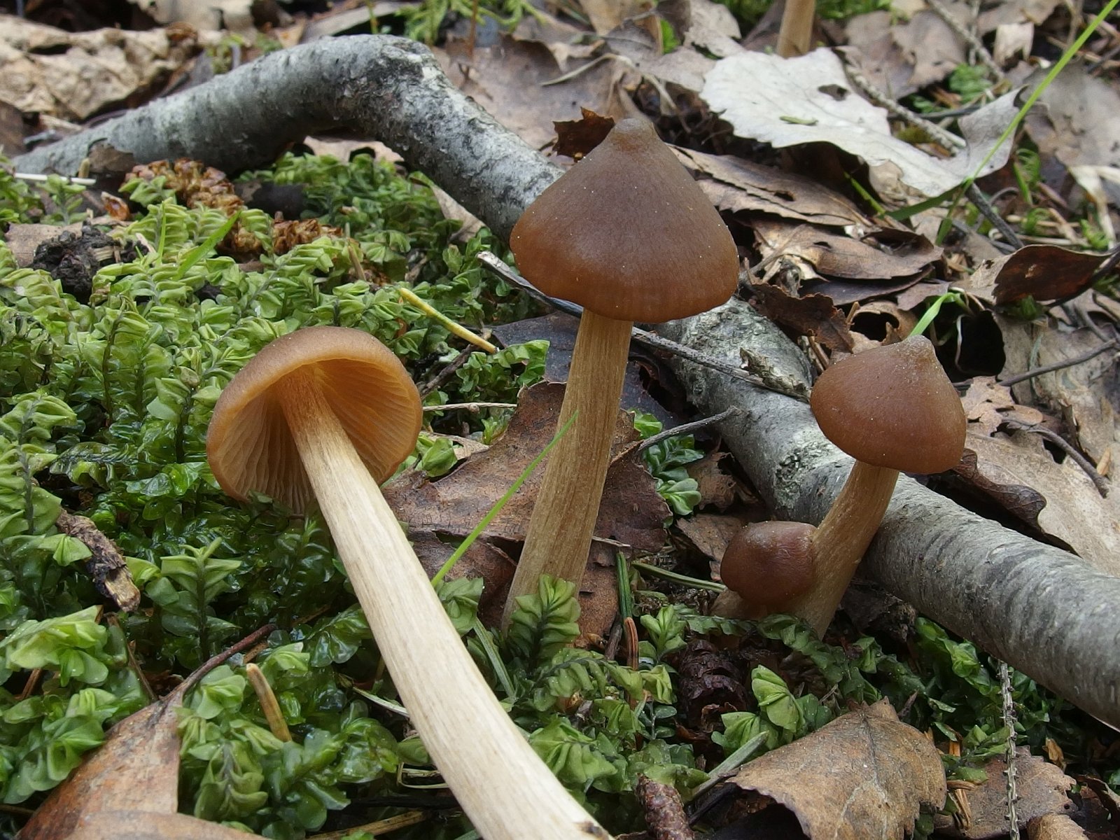 Entoloma pallescens MVK 20240505 03