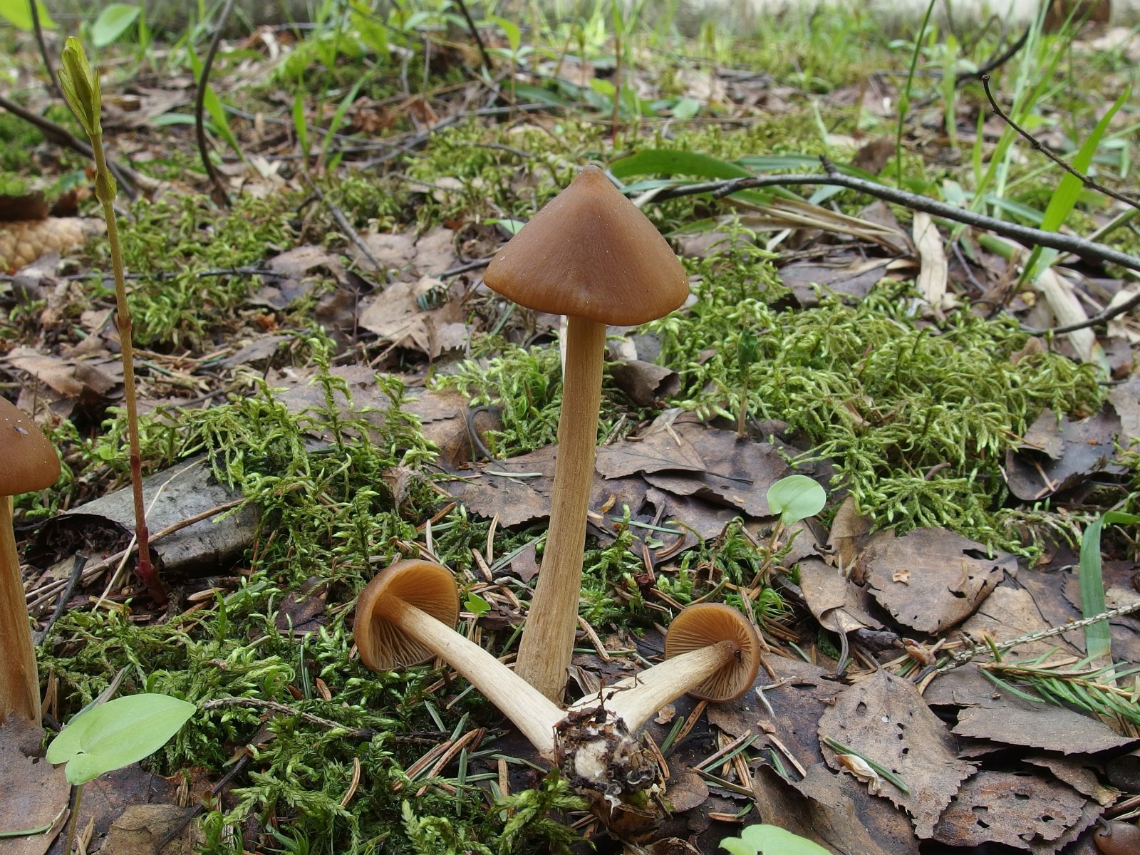 Entoloma pallescens MVK 20240505 05