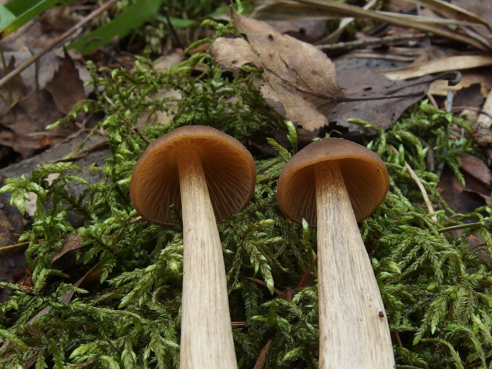 Entoloma pallescens MVK 20240505 06