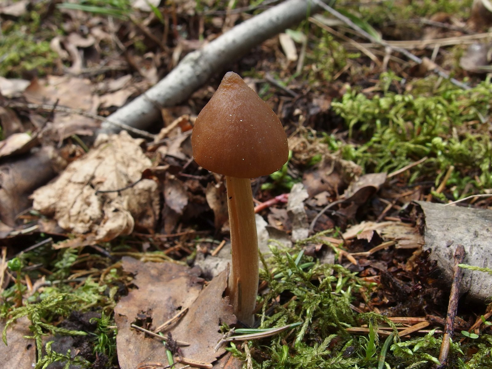 Entoloma pallescens MVK 20240505 07
