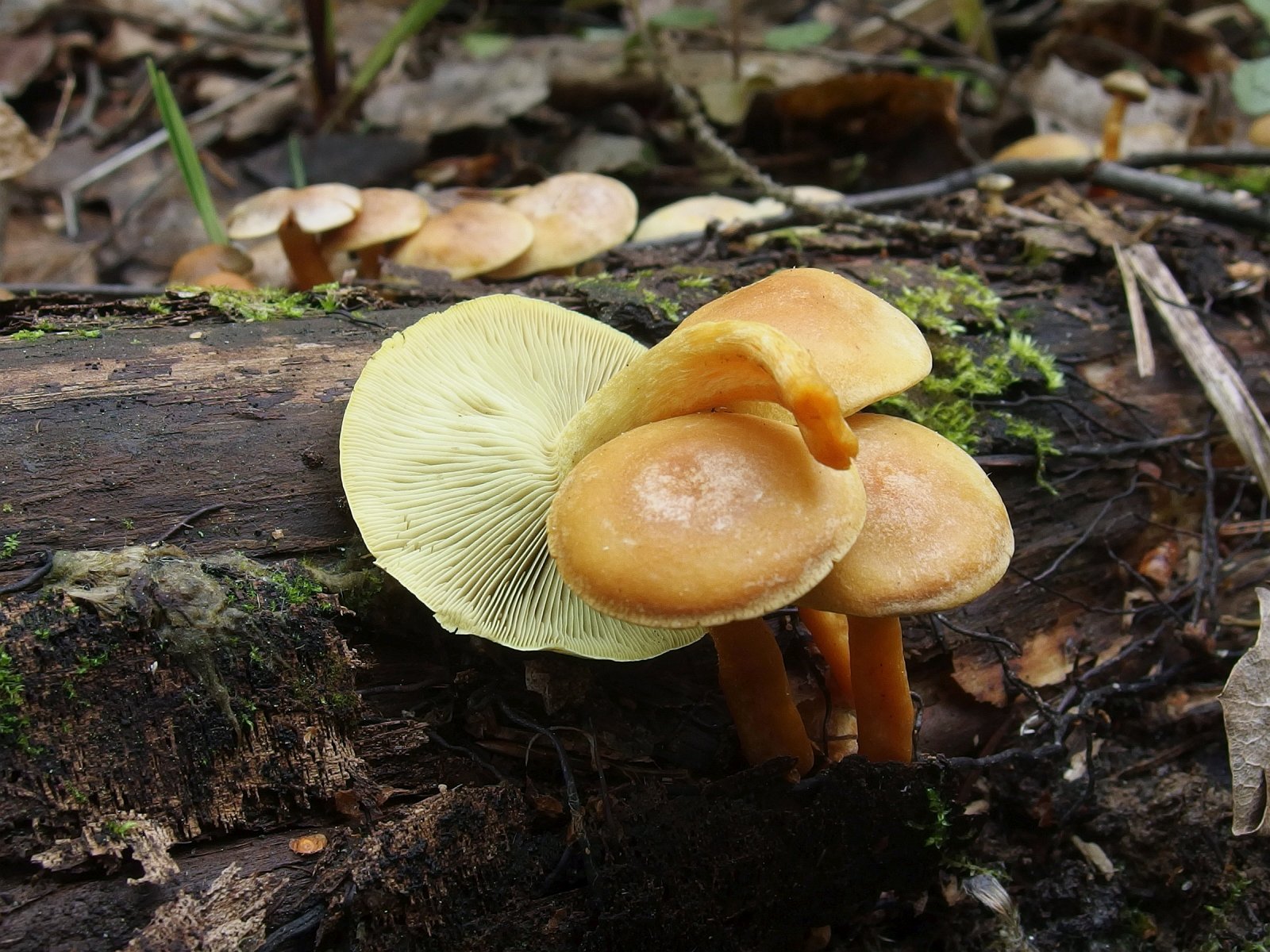 Hypholoma fasciculare MVK 20240505 02