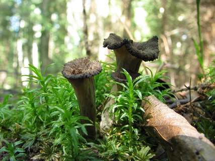 Craterellus cornucopioides