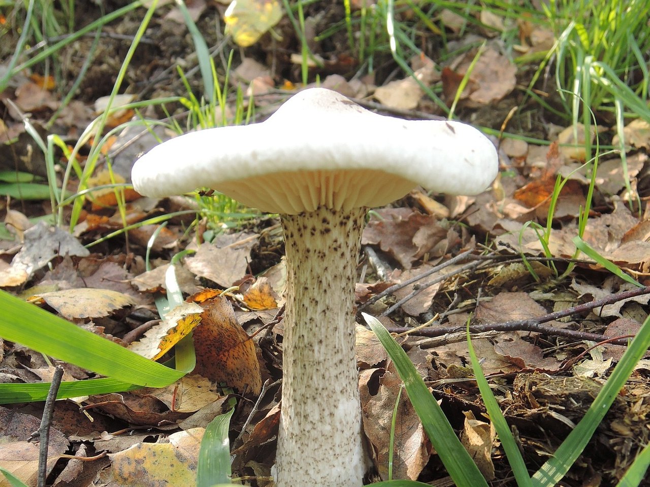 Melanoleuca verrucipes