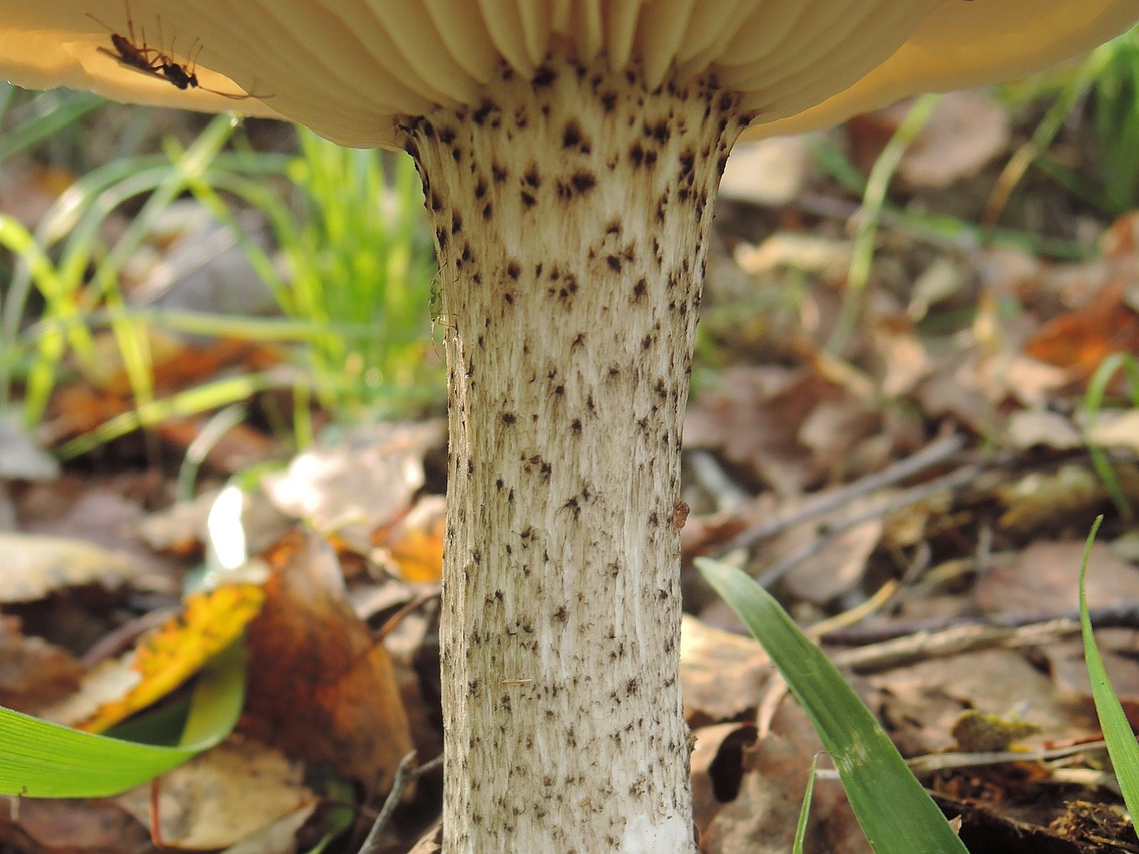 Melanoleuca verrucipes HAP 20241012-03