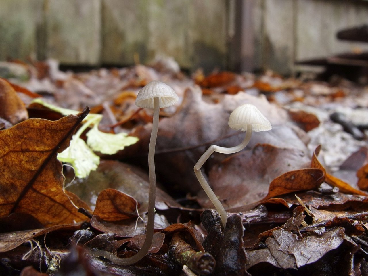 Mycena vitilis