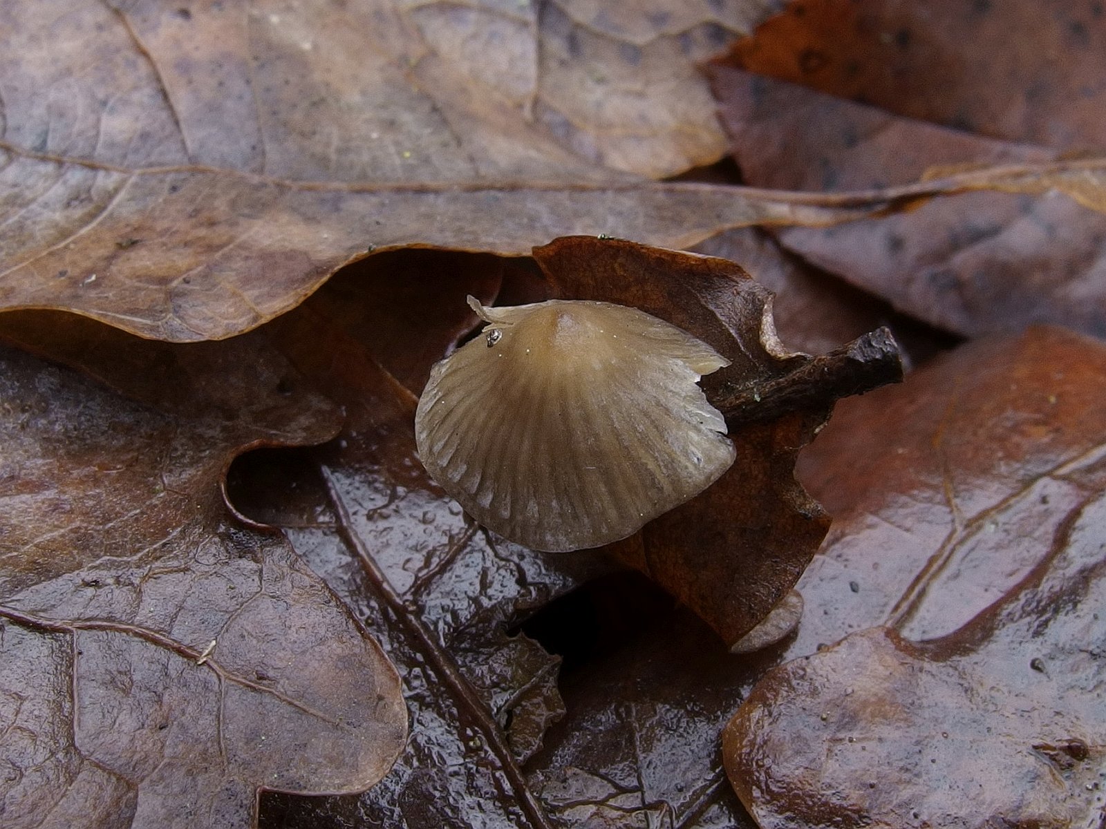 Mycena vitilis MVK 20241107-03