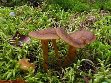 Craterellus tubaeformis