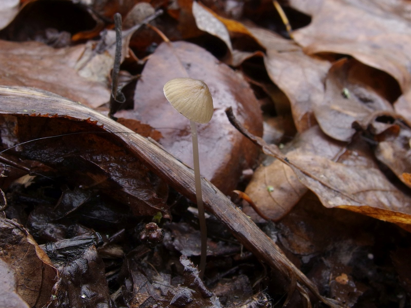 Mycena vitilis MVK 20241107-06