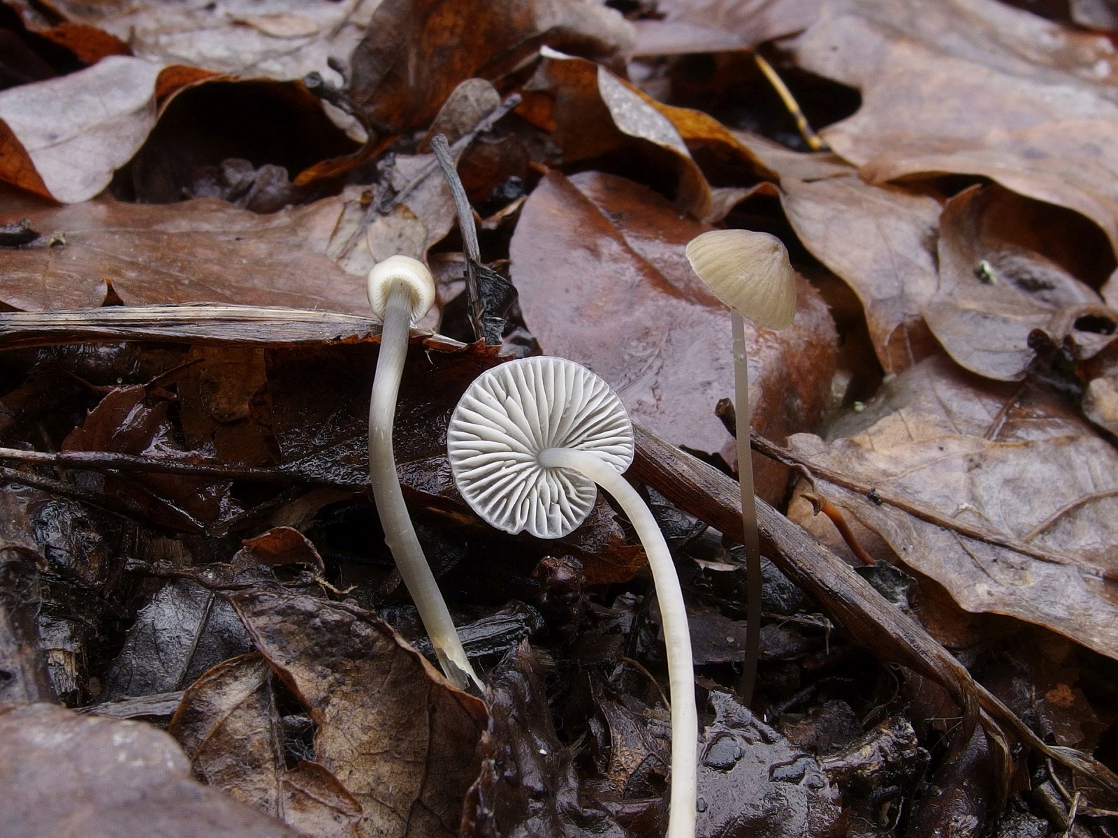 Mycena vitilis MVK 20241107-07