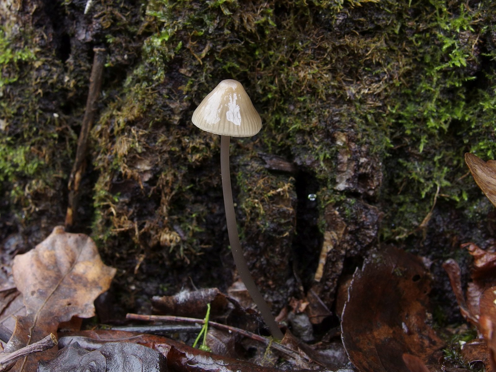 Mycena vitilis MVK 20241107-08