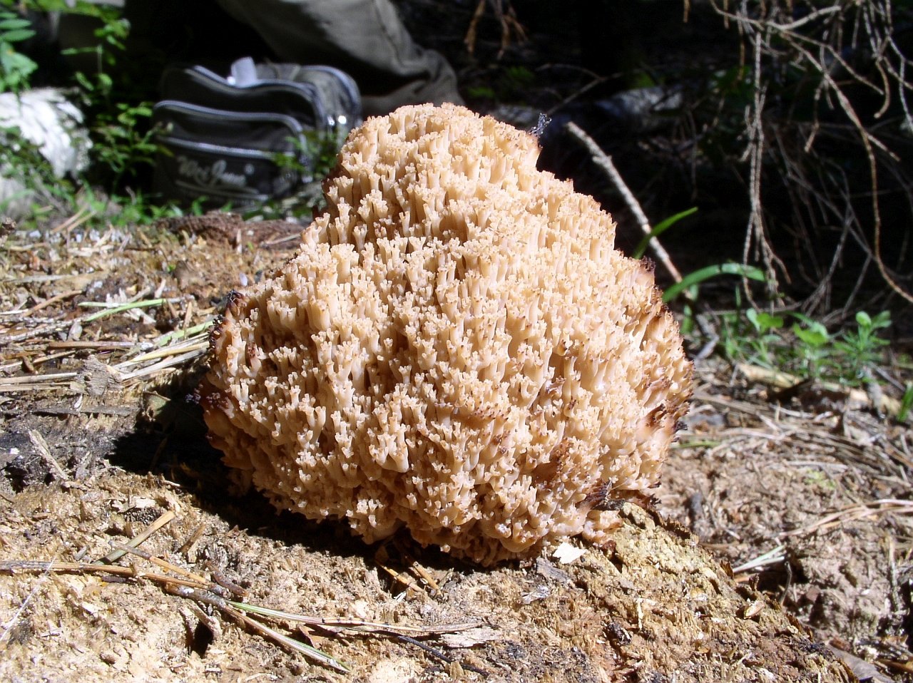 Artomyces microsporus