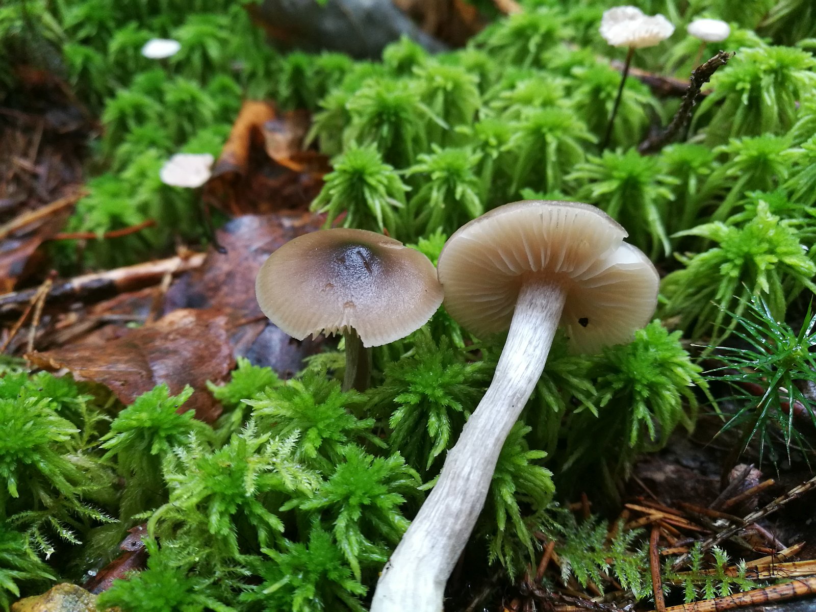 Entoloma sphagneti MVK 20181006-03