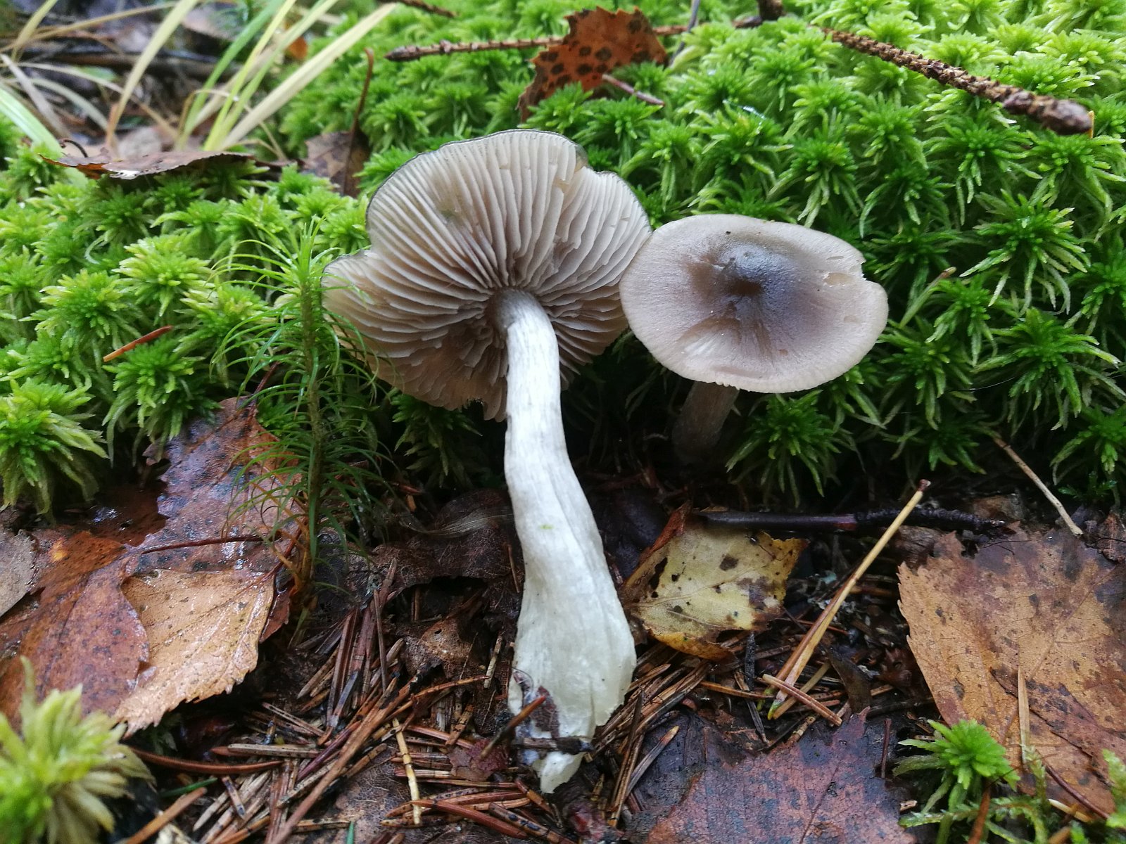 Entoloma sphagneti MVK 20181006-02