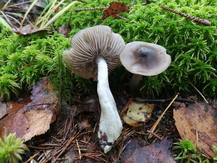 Entoloma sphagneti MVK 20181006-02
