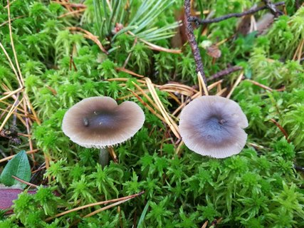 Entoloma sphagneti MVK 20181006-01