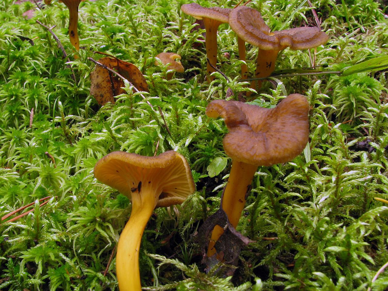 Craterellus tubaeformis