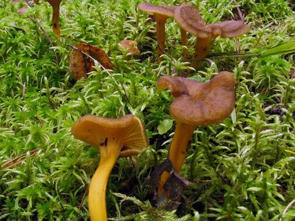 Craterellus tubaeformis