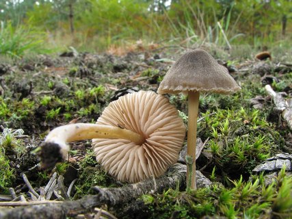 Entoloma nitens 20060907-04