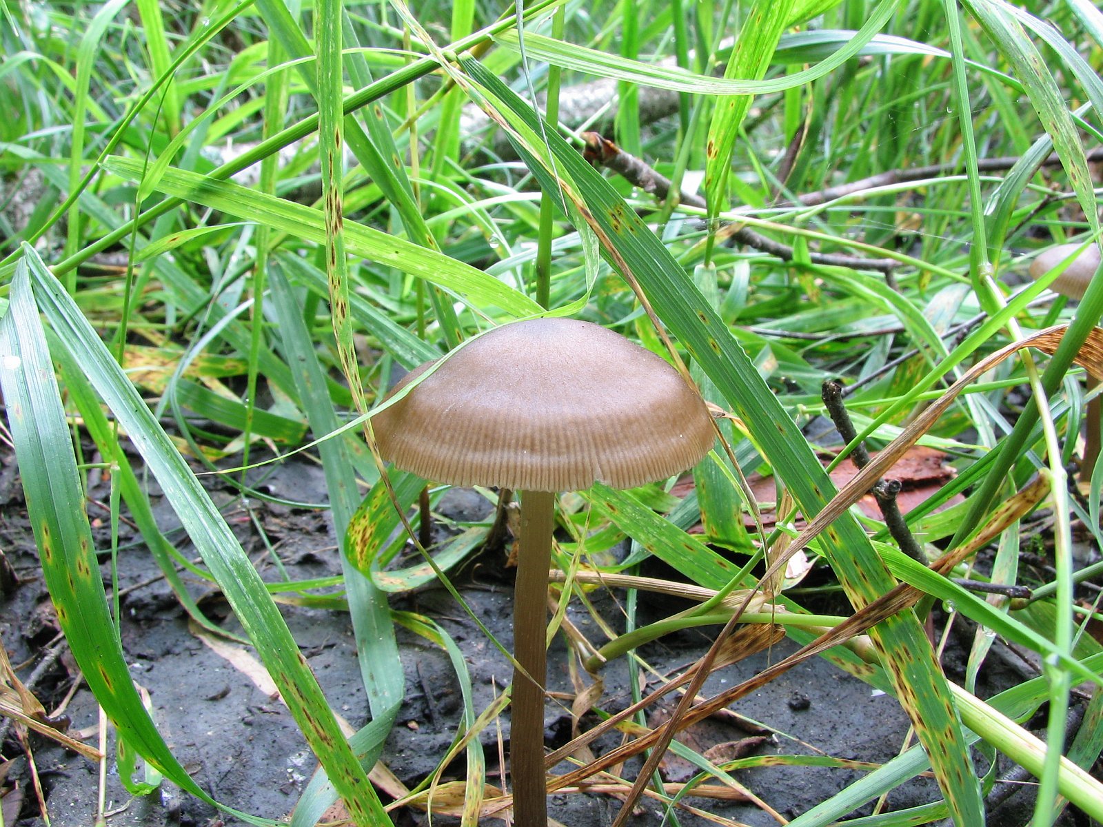 Entoloma conferendum MVK 20060722-02