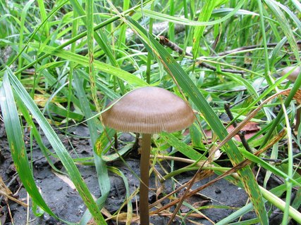 Entoloma conferendum MVK 20060722-02