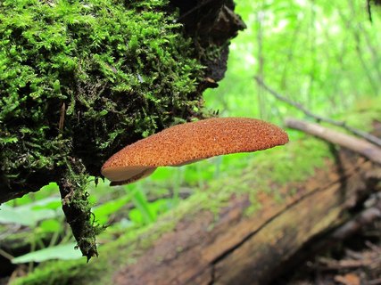 Crepidotus calolepis
