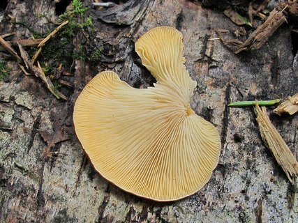 Crepidotus calolepis