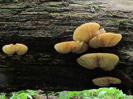 Crepidotus calolepis