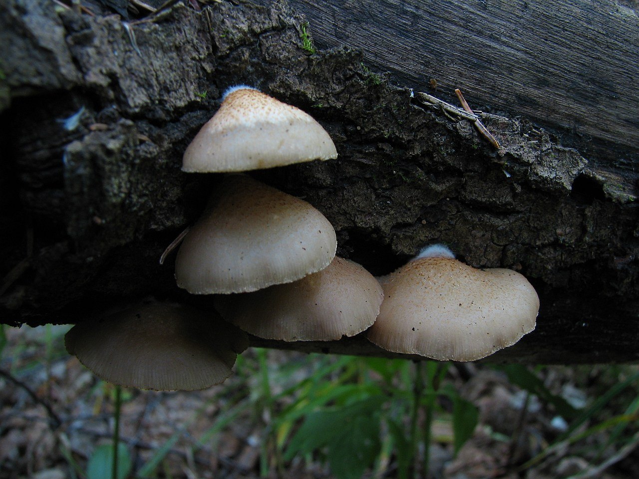 Crepidotus mollis