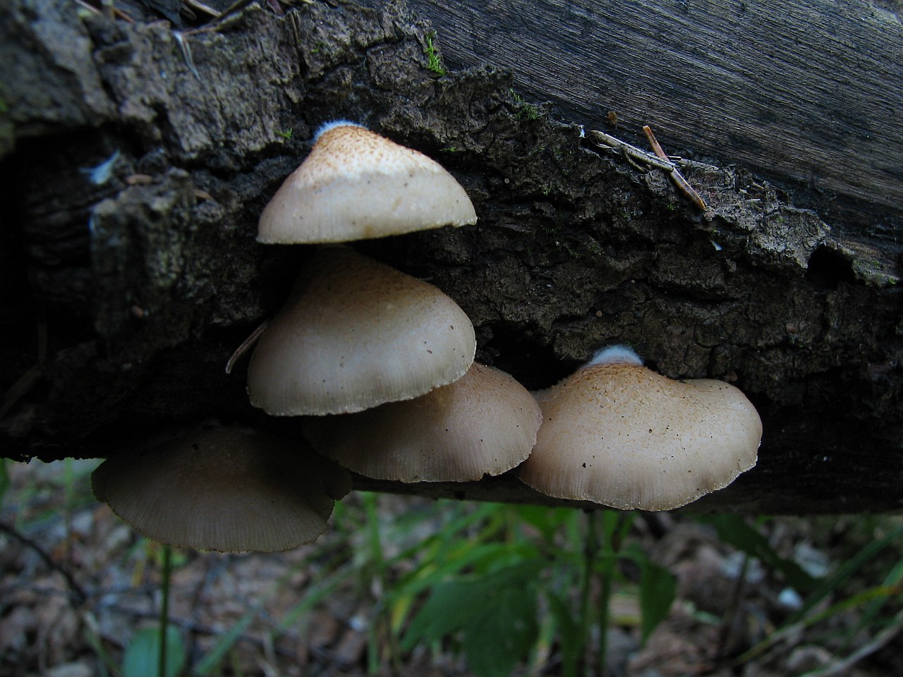 Crepidotus mollis