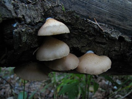 Crepidotus mollis