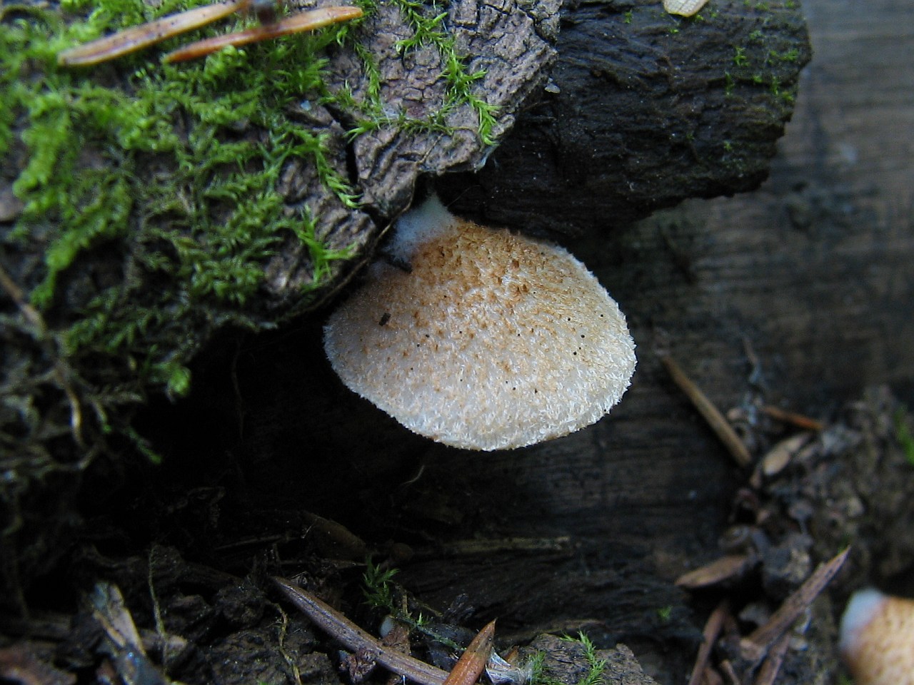 Crepidotus mollis