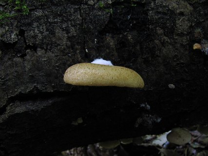 Crepidotus mollis