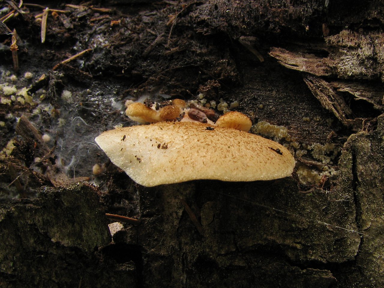 Crepidotus mollis