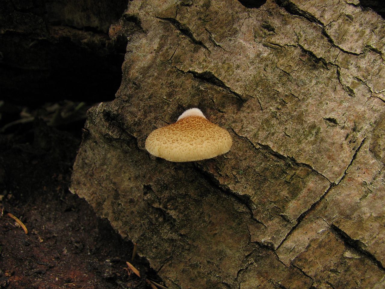 Crepidotus mollis
