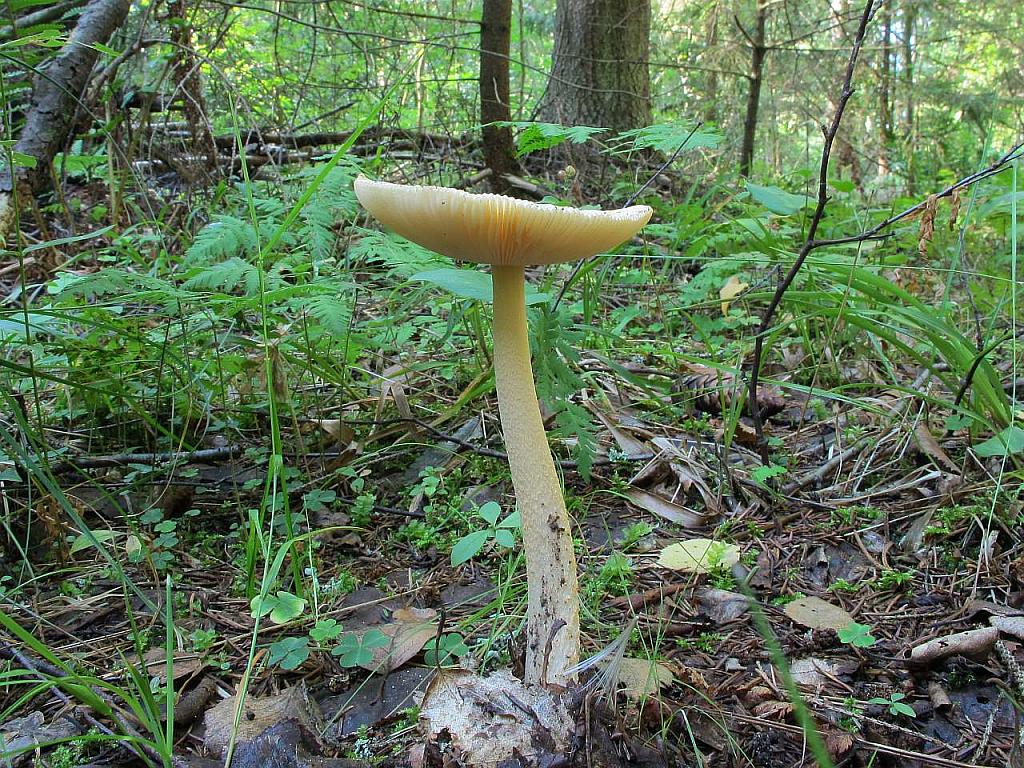Amanita crocea – Поплавок шафрановый