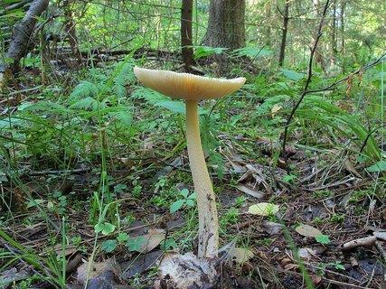 Amanita crocea – Поплавок шафрановый